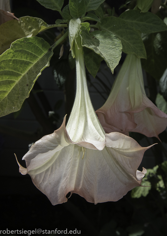 brugmansia